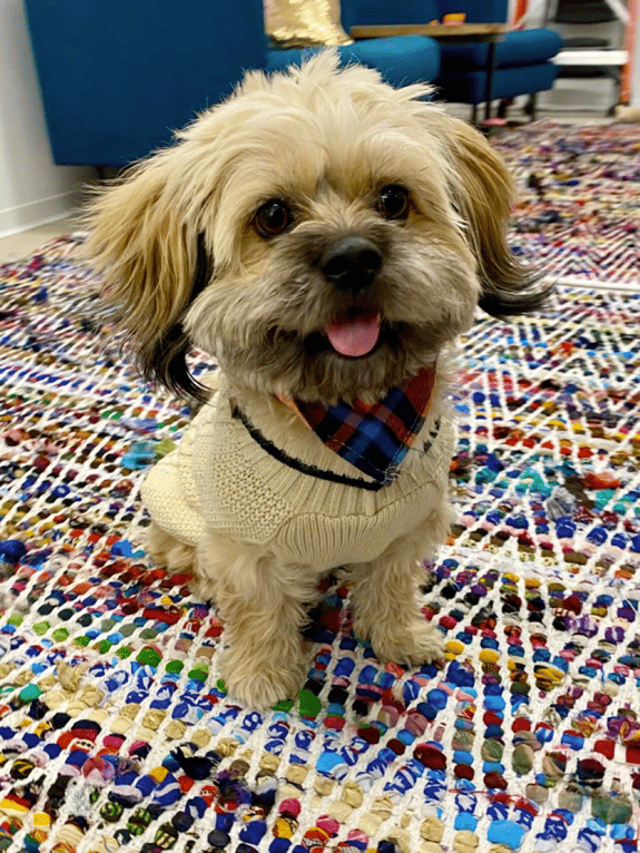 chiefdogofficer